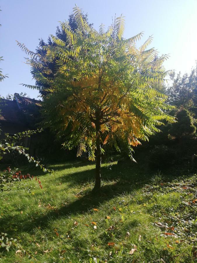 Mohas Vendeghaz Koszeg Mohas Ut 107 Hotel Bagian luar foto